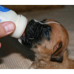 Baby Dog Milk 狗奶粉